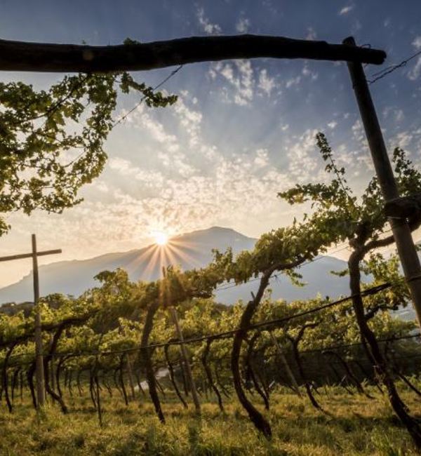 Weinberg-mit-Sonnenaufgang.jpg